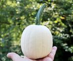 Snow drop f1 pmt 250-400 gr witte kleine pompoen, Ophalen of Verzenden, Nieuw