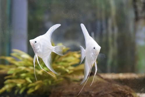 TWENTE AQUARIUM | Filters | Aquariumplanten | Aquariumvissen, Dieren en Toebehoren, Vissen | Aquaria en Toebehoren, Nieuw