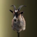 Geit Taxidermie Opgezette Dieren By Max, Ophalen of Verzenden, Nieuw, Wild dier, Opgezet dier