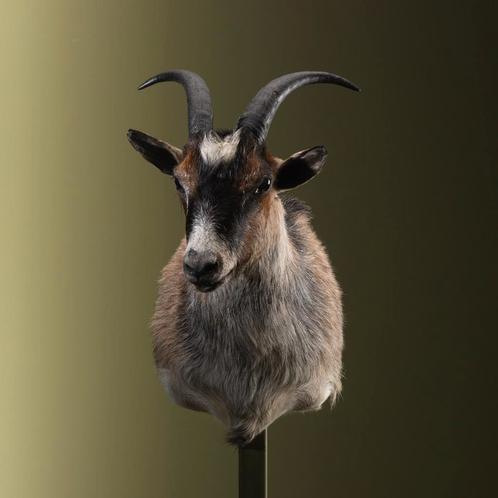 Geit Taxidermie Opgezette Dieren By Max, Verzamelen, Dierenverzamelingen, Opgezet dier, Nieuw, Wild dier, Ophalen of Verzenden