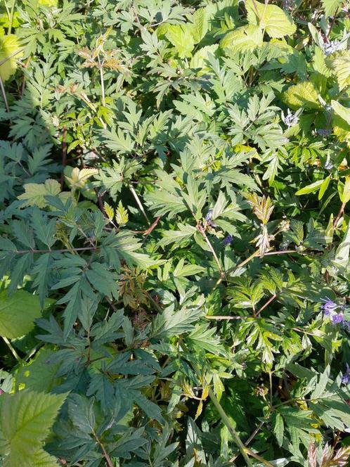 Braam doornloos Rubus Thornless Evergreen / Thornfree, Tuin en Terras, Planten | Tuinplanten, Fruitplanten, Vaste plant, Volle zon