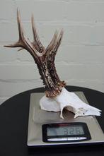 jachttroffee reebok Schedel - capreolus capreolus - 0 cm - 0, Verzamelen, Nieuw