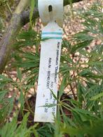 Acer palmatum Dissectum Japanse esdoorn, Ophalen
