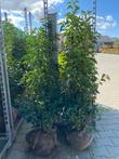 Prunus lusitanica 40/60 t/m 175/200 cm