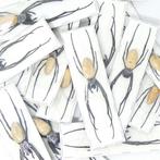 10 orbwebspinnen A1-voorbeelden opgevulde buik Taxidermie, Verzamelen, Nieuw