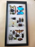 insecten mix Taxidermie wandmontage - mix insetti - 3 cm -, Nieuw