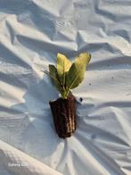 RHODODENDRON STEKJES IN VERSCHILLENDE SOORTEN., Tuin en Terras, Planten | Tuinplanten, Ophalen of Verzenden, Eenjarig