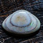 Zeldzame natuurlijke Australische schelp opaal fossiel 28,35