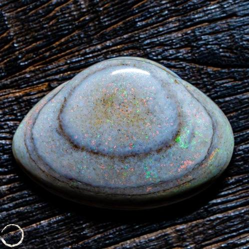 Zeldzame natuurlijke Australische schelp opaal fossiel 28,35, Verzamelen, Mineralen en Fossielen
