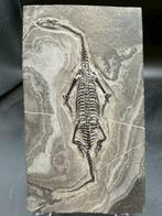 Zeereptiel - Fossiele matrix - Keichousaurus sp. - 20 cm -