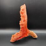 Rood koraal Exemplaar - Hoogte: 5 cm - Breedte: 12 cm- 100 g, Verzamelen, Mineralen en Fossielen