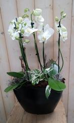 Orchidee Phalaenopsis Wit 4 stelen Waterntuin Natuurlijk - W, Huis en Inrichting, Kamerplanten, Verzenden