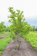 Magnolia x soulangeana meerstammig, Tuin en Terras, Planten | Tuinplanten