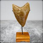 Extreem zeldzame natuurlijke grote Megalodon-tand op Stand, Verzamelen, Mineralen en Fossielen