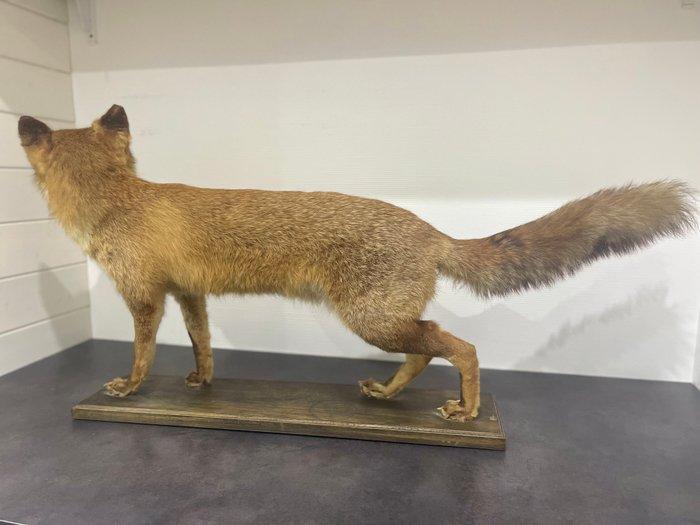 Rode vos Taxidermie volledige montage - Vulpes vulpes - 50, Antiek en Kunst, Curiosa en Brocante