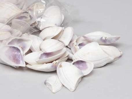 Violet Chippy Schelpen 1 kilo, Hobby en Vrije tijd, Knutselen, Nieuw, Ophalen of Verzenden