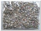 Umbonium - Button schelpenmix 1 kilo, Hobby en Vrije tijd, Ophalen of Verzenden, Nieuw