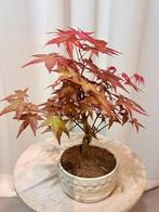 Japanese maple bonsai (Acer palmatum) - Hoogte (boom): 20 cm