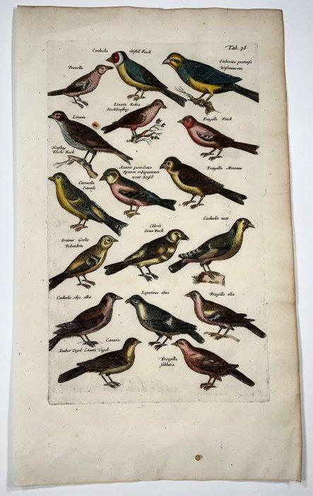 Matthäus Merian (1593-1650) - hand coloured engraving with, Antiek en Kunst, Antiek | Boeken en Bijbels
