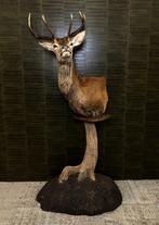 Edelhert op Sokkel Taxidermie Opgezette Dieren By Max, Verzamelen, Dierenverzamelingen, Ophalen of Verzenden, Nieuw, Wild dier