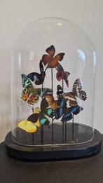 Vlinder Taxidermie volledige montage - Mix tropische