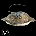 Buitengewoon - Stingray - Grote maat - Taxidermie volledige