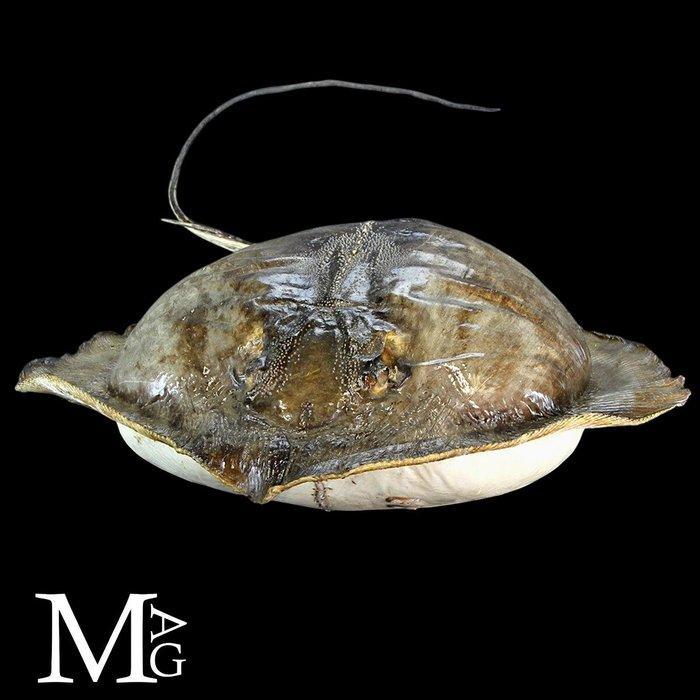 Buitengewoon - Stingray - Grote maat - Taxidermie volledige, Antiek en Kunst, Curiosa en Brocante