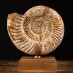 Eerste kwaliteit fossiel exemplaar - Perisphinctes Ammoniet, Nieuw