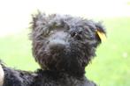 Steiff: Teddybeer 1912 met geel label - Teddybeer -, Antiek en Kunst