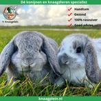 Jonge lieve hangoor dwergkonijntjes te koop! Veel keus!, Meerdere dieren, Dwerg, Hangoor, 0 tot 2 jaar