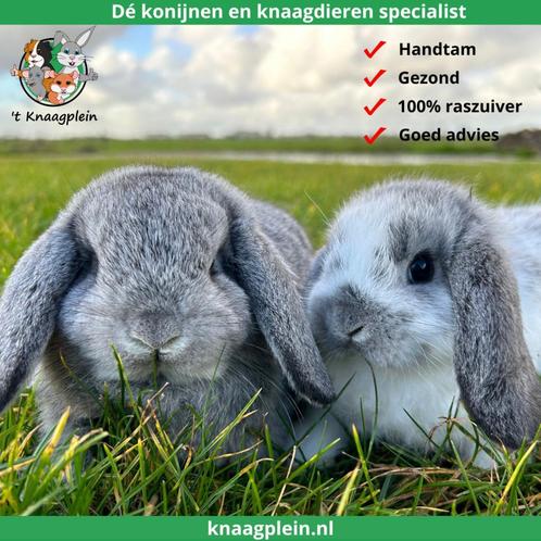 Jonge lieve hangoor dwergkonijntjes te koop! Veel keus!, Dieren en Toebehoren, Konijnen, Dwerg, Meerdere dieren, 0 tot 2 jaar