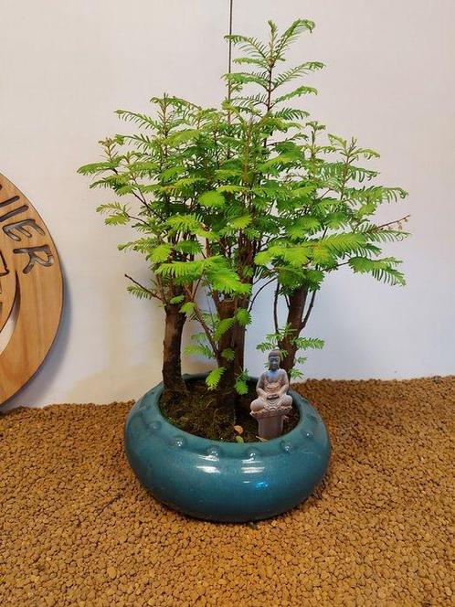 Kustmammoetboom bonsai (Sequoia) - Hoogte (boom): 43 cm -, Antiek en Kunst, Curiosa en Brocante