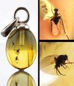 Barnsteen - Rare Dual Inclusion BALTIC AMBER Pendant – WASP