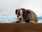 Old English Bulldog pups! | Mogen mee! | Hartelijk Welkom., Parvo, Nederland, 8 tot 15 weken, Bulldog