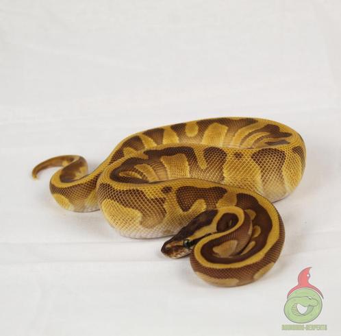 LAATSTE WEEK 25% KORTING!!!, Dieren en Toebehoren, Reptielen en Amfibieën, Slang, 0 tot 2 jaar, Tam
