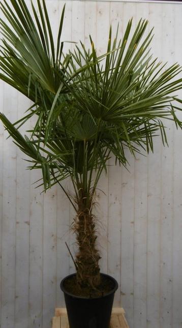 Winterharde Palmboom stamhoogte 50 cm en hoogte 180 cm beschikbaar voor biedingen