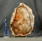 Grote en decoratieve versteende hout op standaard -, Verzamelen, Mineralen en Fossielen