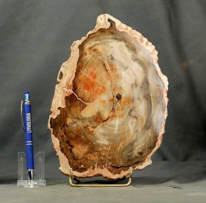 Grote en decoratieve versteende hout op standaard -, Verzamelen, Mineralen en Fossielen