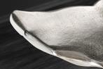 Side table WILDLIFE WALFLOSSE 60cm silver - 44842, Ophalen of Verzenden, Nieuw