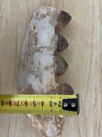 Mosasaurus - Gefossiliseerde kaak - Globidens phosphaticus -