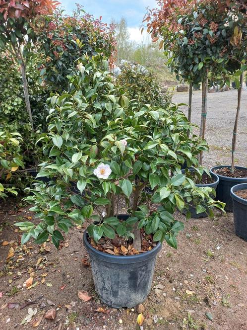 Cammelia japonica Hagoromo, Tuin en Terras, Planten | Struiken en Hagen, Ophalen