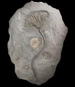 Uit één stuk - crinoïden met fijn vertakte kroon - met, Verzamelen, Mineralen en Fossielen