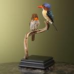 IJsvogel Taxidermie volledige montage - Lacedo pulchella -, Nieuw