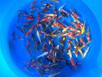 Suda 12-14cm  tosai mix (Japanse Koi), Karper of Koi