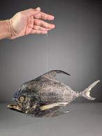 Sickle Pomfret Taxidermie volledige montage - Taractichthys, Verzamelen, Nieuw