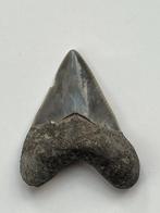 Megalodon Haaientand 5,7 cm - Fossiele tand - Carcharocles, Nieuw