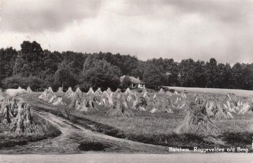 BARCHEM - Roggevelden o/d/ Berg, Verzamelen, Ansichtkaarten | Nederland, Verzenden