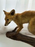 Rode vos Taxidermie volledige montage - vulpes - 33 cm - 12, Nieuw