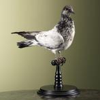Duif Taxidermie Opgezette Dieren By Max, Verzamelen, Dierenverzamelingen, Ophalen of Verzenden, Nieuw, Vogel, Opgezet dier