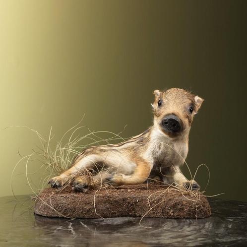 Frisling - Wild Zwijn Taxidermie Opgezette Dieren By Max, Verzamelen, Dierenverzamelingen, Opgezet dier, Nieuw, Wild dier, Ophalen of Verzenden